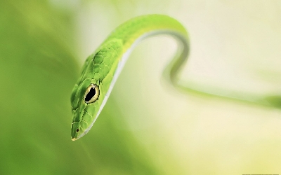 Green Snake background