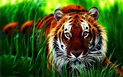 magical tiger background