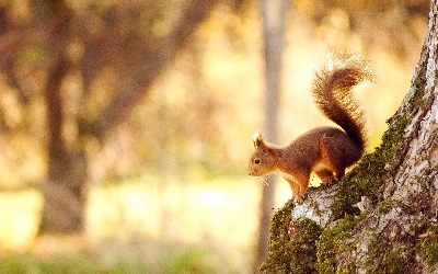 nice little squirrel background