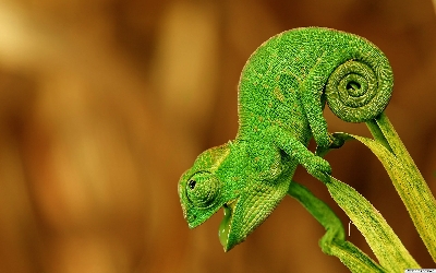 Chameleon background