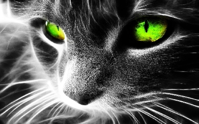Green Cat background