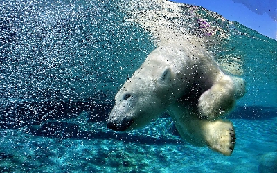 swimming polar bear background